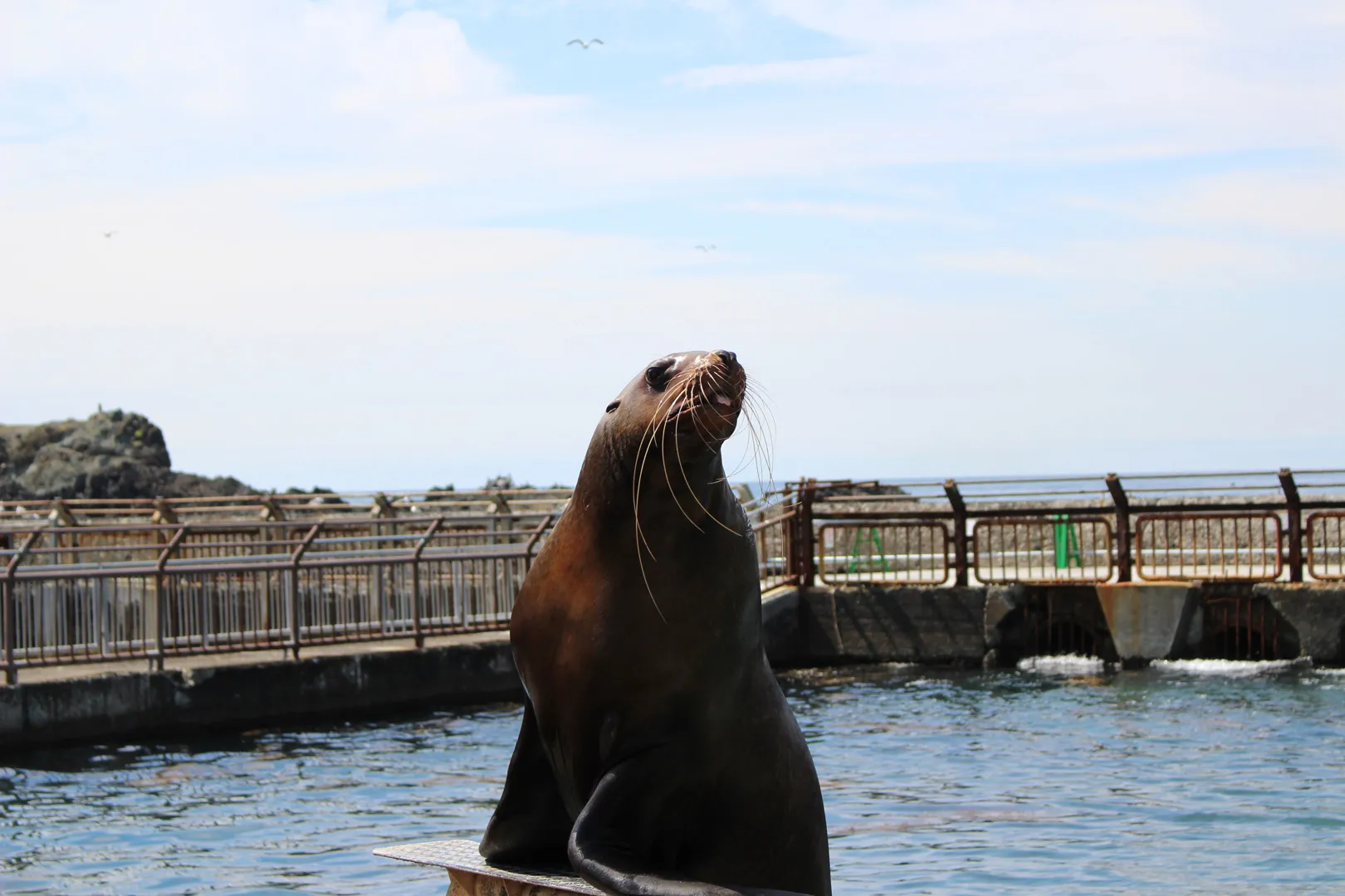 Seals at Otaru Aquarium