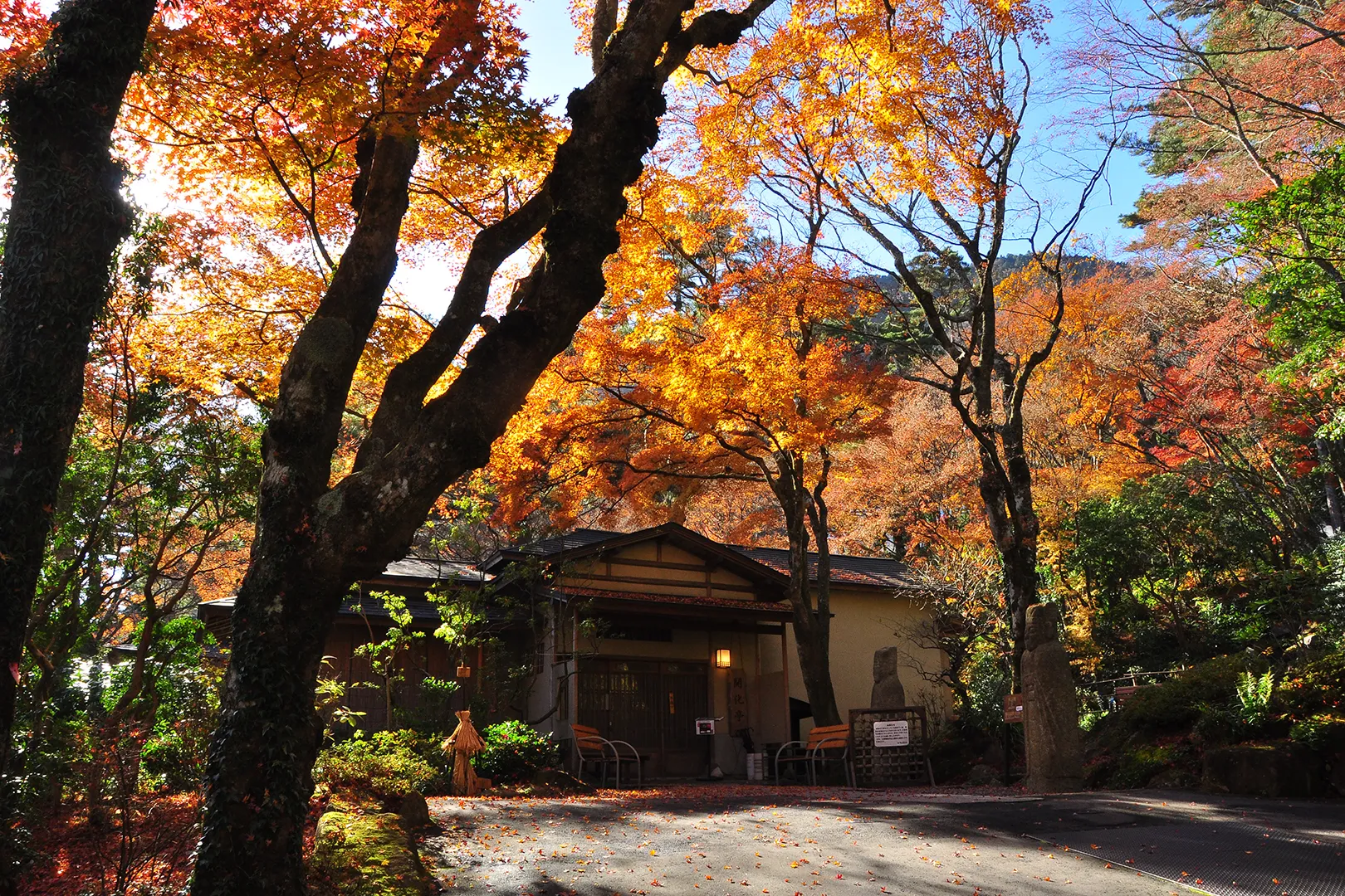 「Vibrant Autumn Leaves in Front of Kaikatei, the Dining Area at Okada Museum of Art in Hakone」