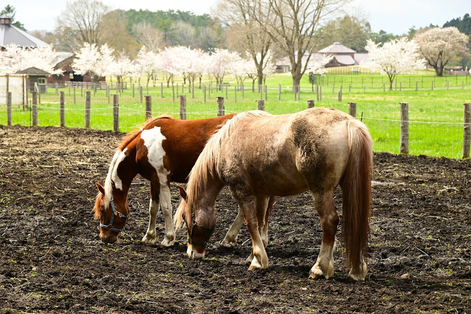 Koiwai Farm Makibaen