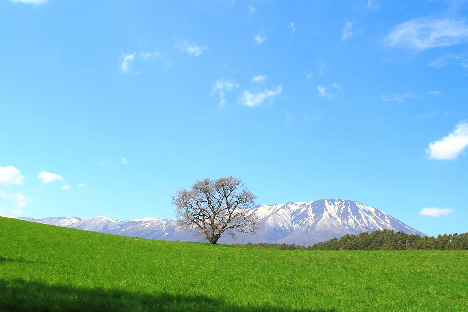 Koiwai Farm Makibaen