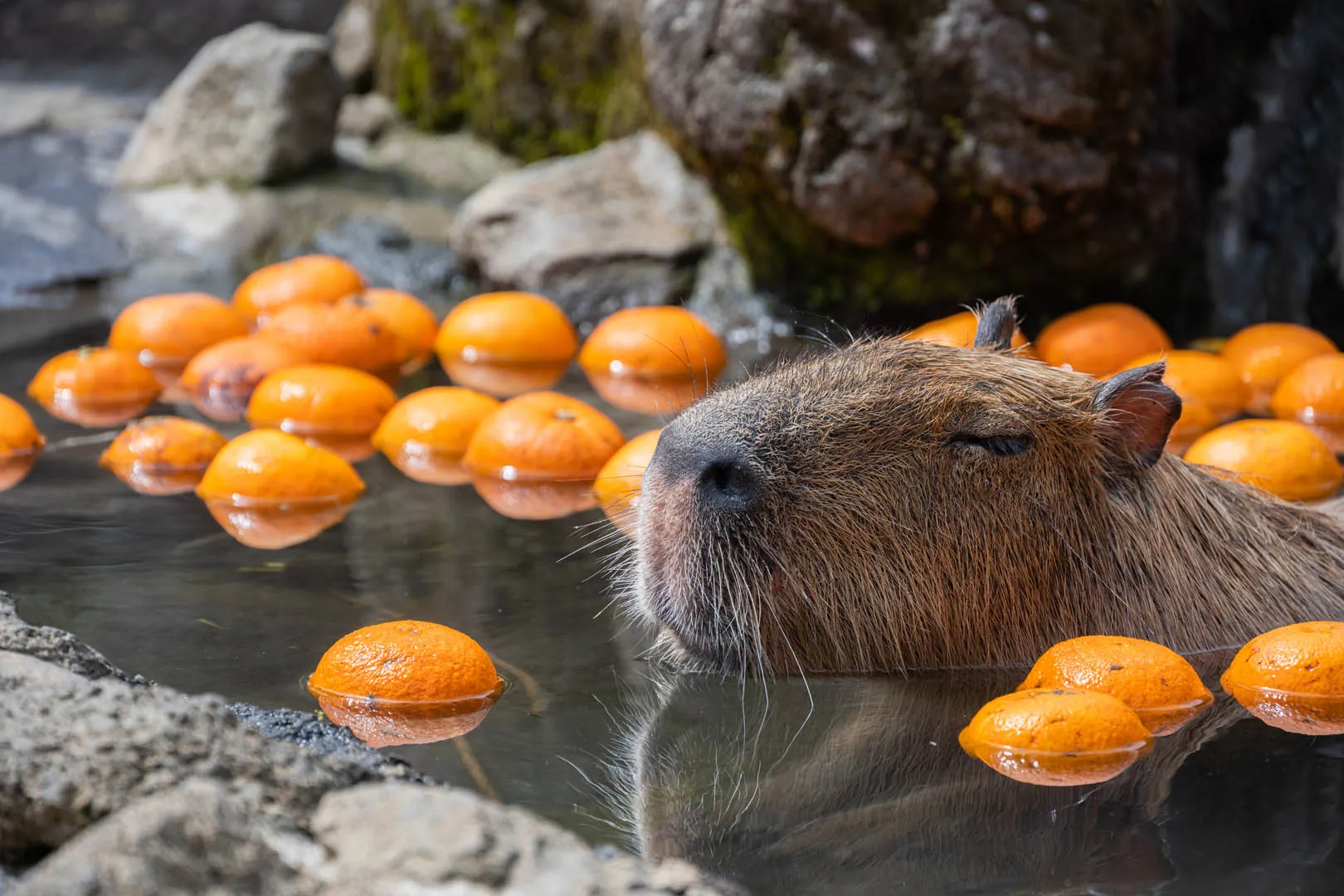 Izu Shaboten Zoo