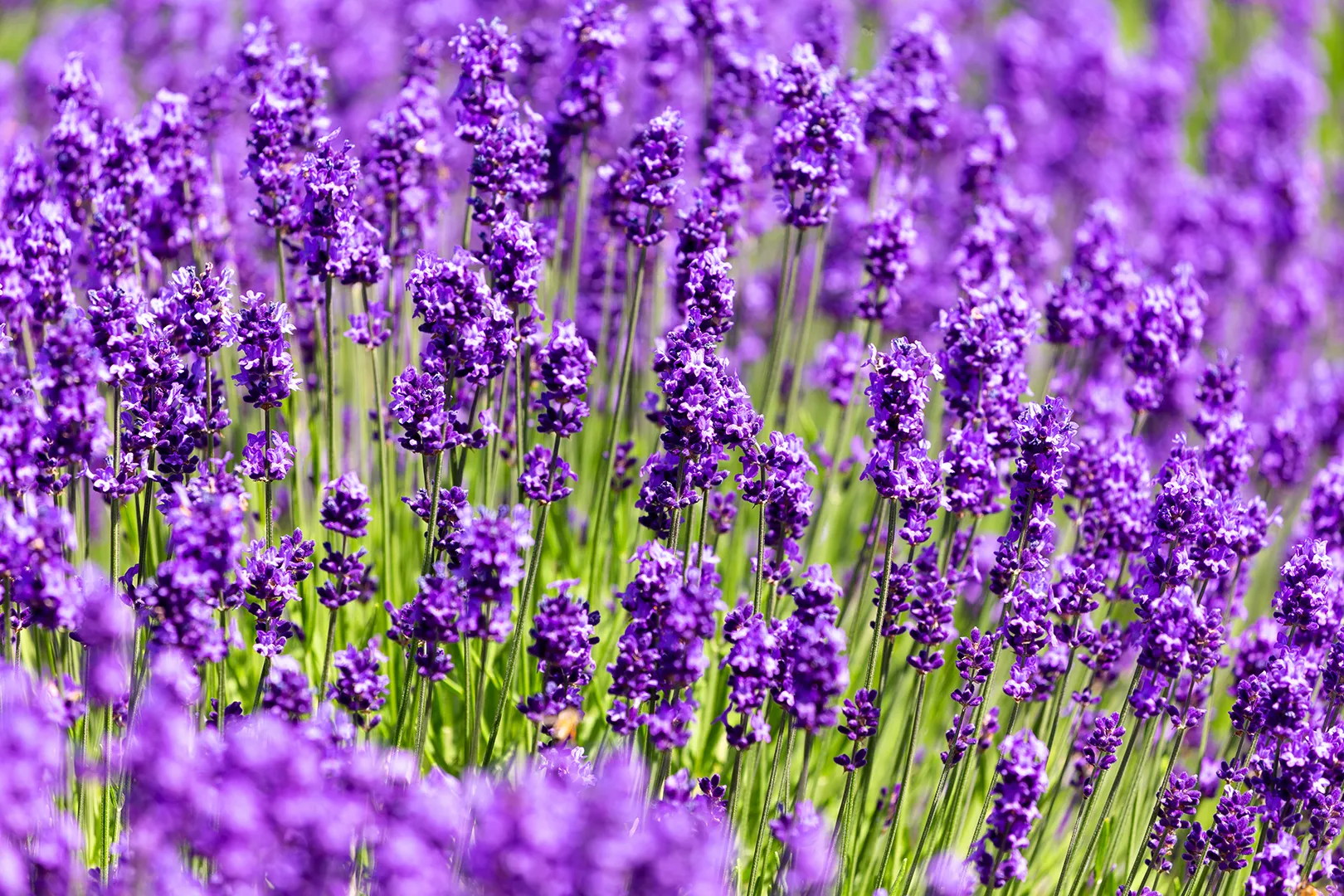 Lavender fields at Farm Tomita, Hokkaido, July