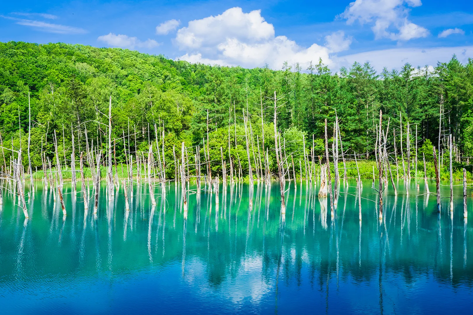 Blue Pond, Biei