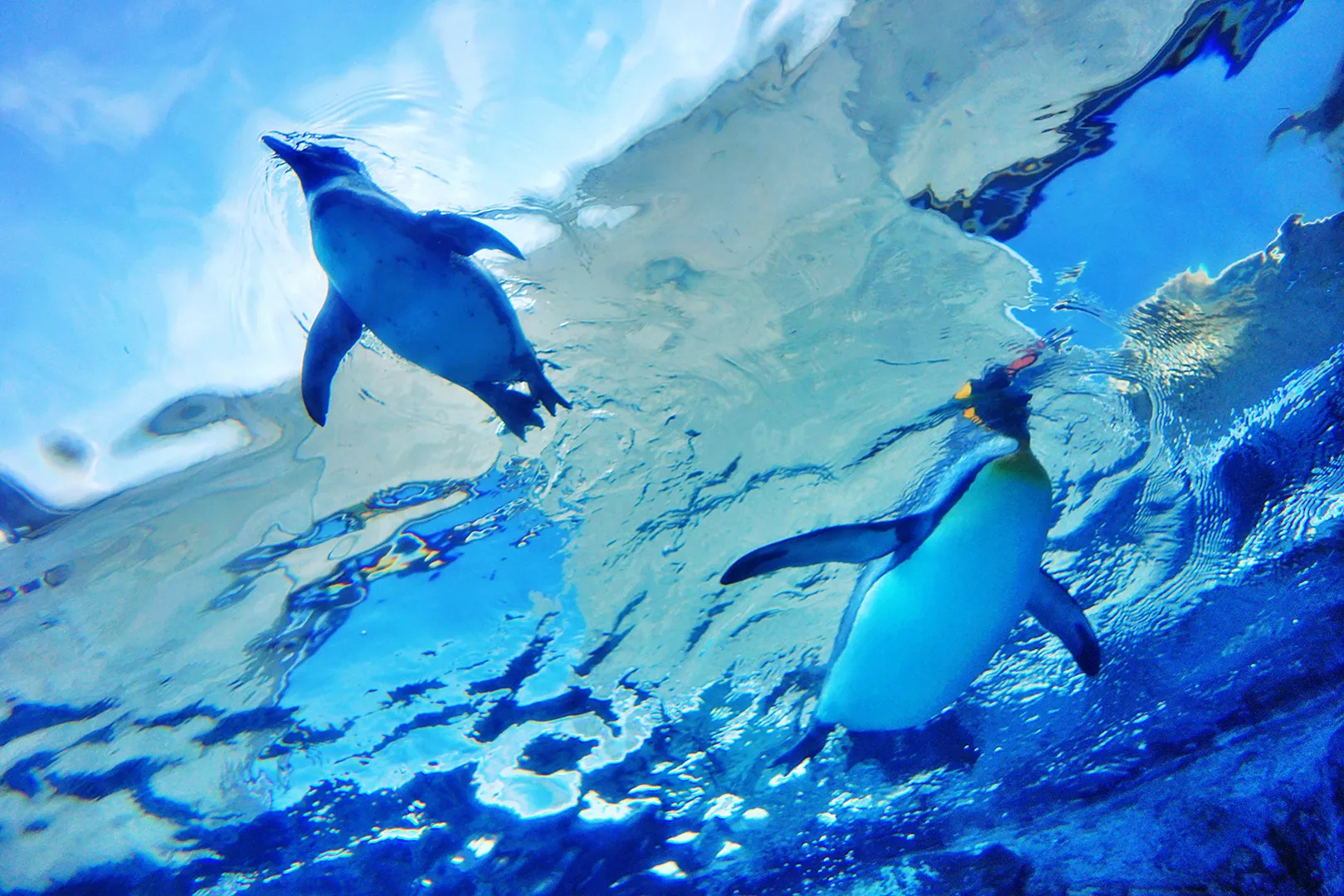 Penguins swimming under the blue sky at Asahiyama Zoo