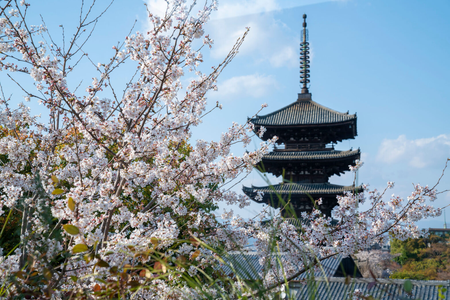 Spring SAKURA Lounge